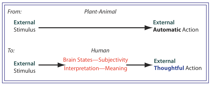 Human beings allow a brain state = interpretation to intervene between an external stimulus and an external Action (now thoughtful not reflex).